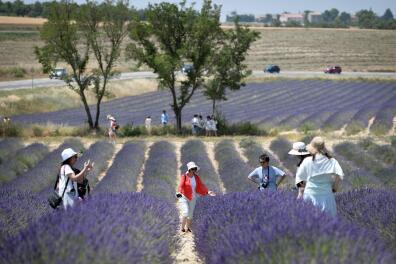 (FILES) In this file photograph taken on June 29, 2019, Asian tourists take pictures as they walk across a lavender field in Valensole, south-eastern France. The local authorities of Provence-Alpes-Côte-d'Azur announced on April 26, 2020, the distribution of a means-tested holiday chequebook for people who worked in contact with the public during the confinement, in order to help tourism in this economically hard-hit region. / AFP / GERARD JULIEN 