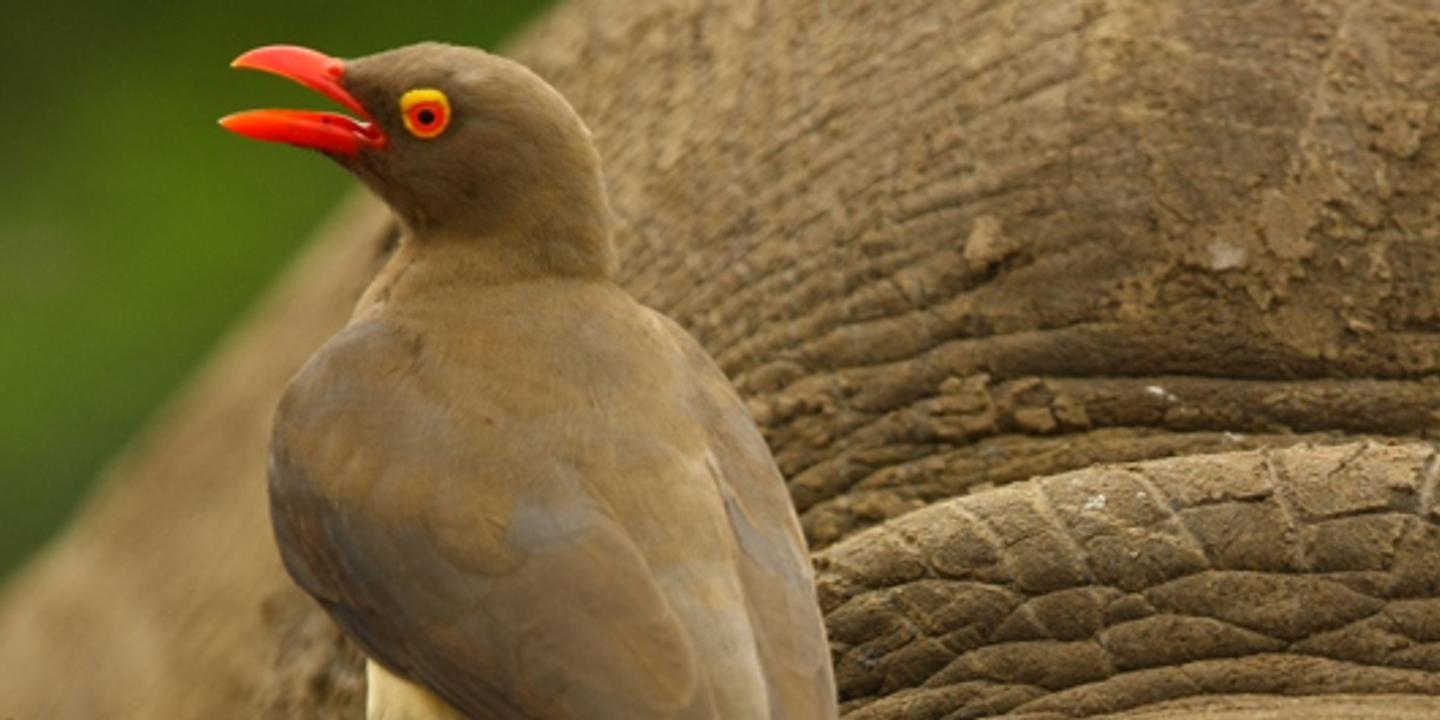Le Piquebœuf L Oiseau Sentinelle Qui Souffle Au Rhinoceros De Fuir L Homme
