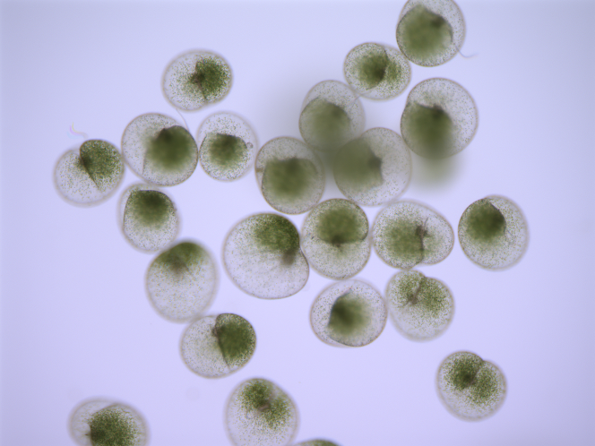 « Noctiluca scintillans », algue unicellulaire d’un millimètre de large, est à la fois capable de photosynthèse et de pêcher des micro-organismes pour s’en nourrir.