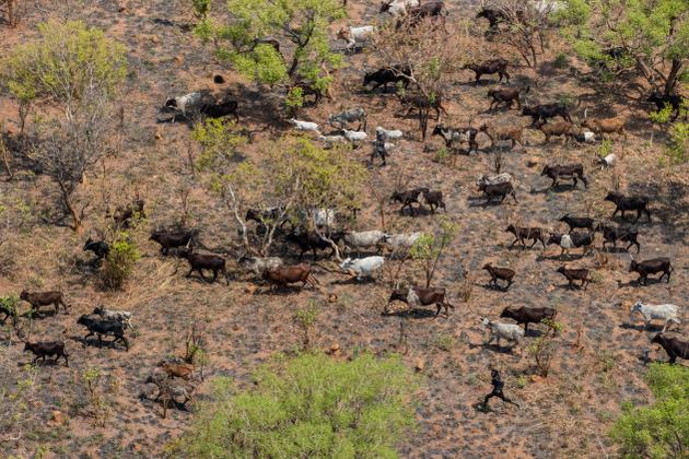 Vu d’hélicoptère, un troupeau de boeufs mené par des éleveurs nomades traverse la savane de l’est de la République centrafricaine, à proximité de la réserve de Chinko.