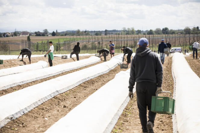 Récolte des asperges en plein champ a Brumath (Bas-Rhin), le 29 avril.  Les producteurs ne manquent plus de bras pour les cueillir, mais la fermeture des restaurants et marchés perturbe leur commercialisation.