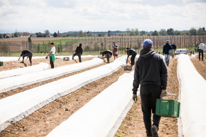Récolte des asperges en plein champ a Brumath (Bas-Rhin), le 29 avril.  Les producteurs ne manquent plus de bras pour les cueillir, mais la fermeture des restaurants et marchés perturbe leur commercialisation.