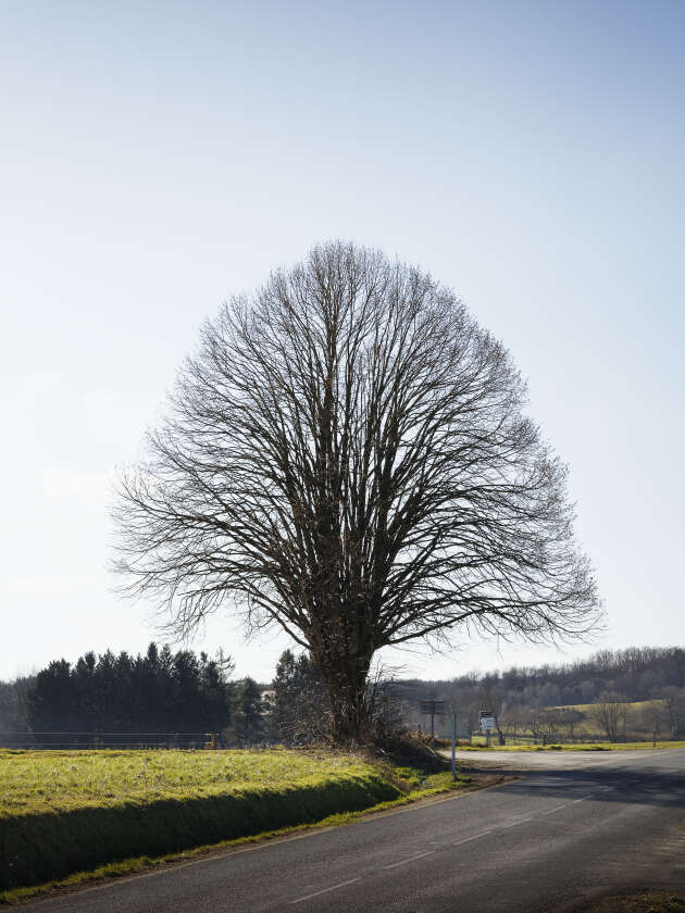 Un tilleul sur la route de Roumégoux, qu’empruntait quotidiennement Céline Michau. Elle appréciait particulièrement cet arbre, qui porte maintenant le souvenir de la défunte pour ses proches. Céline Michau, 39 ans, a été tuée par son mari en avril 2018.