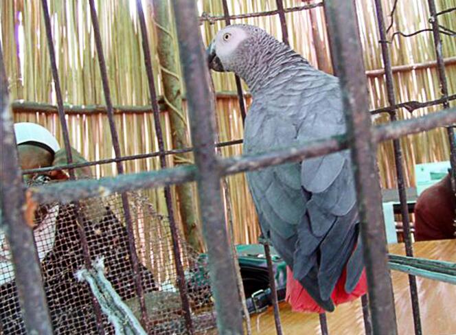 Un perroquet jaco en cage, à Kampala, en Ouganda, en mai 2005.