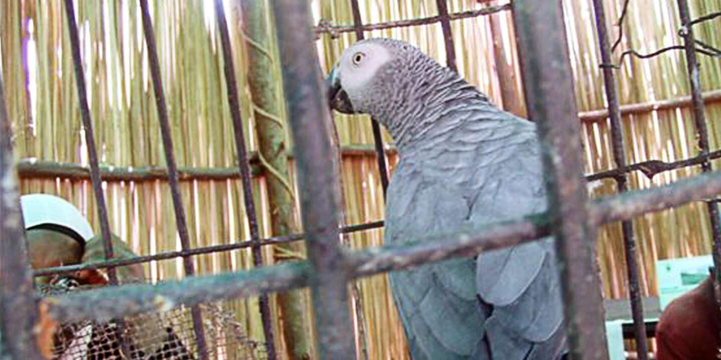 Au Cameroun, un centre protège des perroquets jaco saisis aux trafiquants