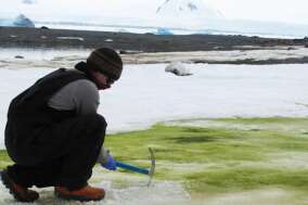 Des microalgues poussent sur la neige de la côte antarctique pendant l’été austral.