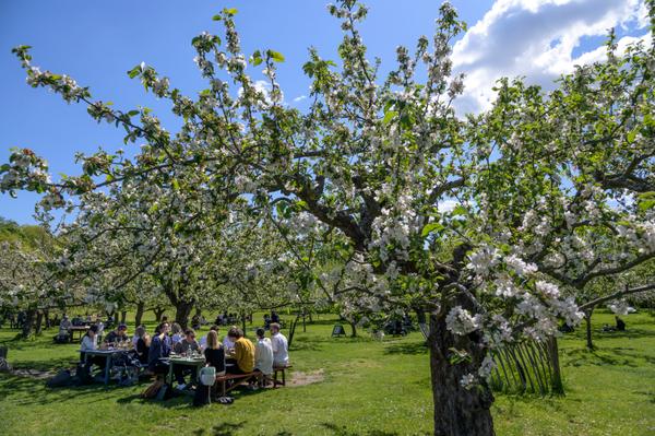 Un pique-nique printanier dans le parc de Djurgarden, à Stockholm, le 26 mai.