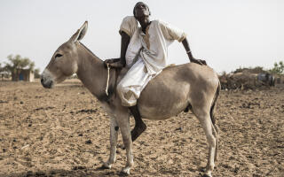 A young Fulani herder sits on his donkey in the village of Mbetiou Peulh on May 29, 2020. - Pastoral families have been stuck around this village since the COVID-19 coronavirus restrictions were put in place in March 2020. The herders are having to take their live stock further and further away to find grass to eat and are struggling to buy supplies to move South to better pastoral lands after the price of live stock halved. (Photo by JOHN WESSELS / AFP)