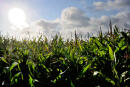 A picture taken on August 22, 2012 in Godewaersvelde, northern France shows a corn field. AFP PHOTO PHILIPPE HUGUEN (Photo by PHILIPPE HUGUEN / AFP)