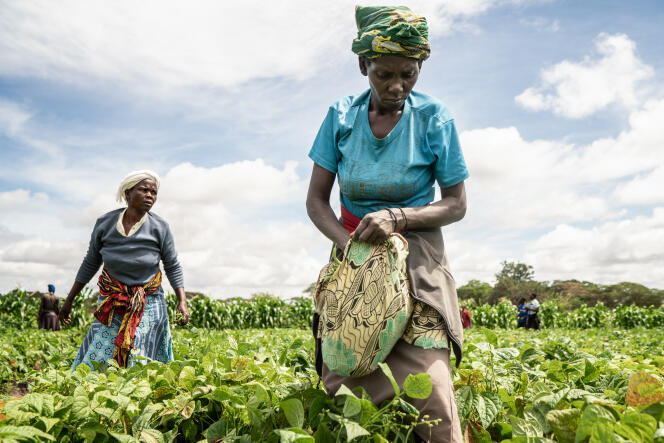 Des femmes récoltent des haricots verts dans l’une des fermes de la coopérative Njukini, à Taita Taveta, au Kenya, en janvier.