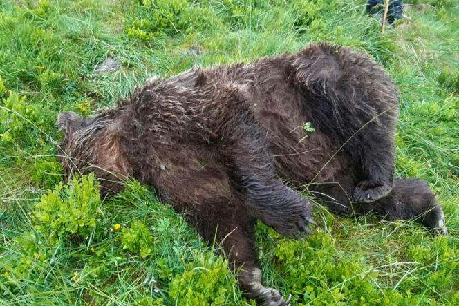 Photo diffusée par le ministère de la transition écologique et solidaire d’un ours retrouvé mort en Ariège, le 9 juin.