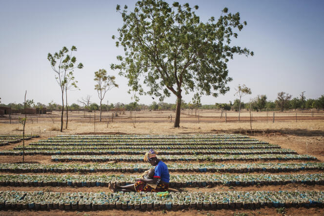 Pour faire reverdir le Sahel, l'association Terre Verte encourage la plantation des arbres au Burkina Faso depuis plus de trente ans.