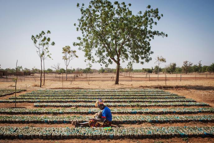 Pour faire reverdir le Sahel, l'association Terre Verte encourage la plantation des arbres au Burkina Faso depuis plus de trente ans.