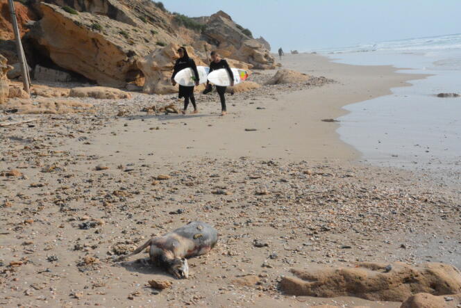 Un cadavre de mouton, échoué sur la plage de Beit Yanay, au nord d’Haïfa, en Israël, le 17 avril.