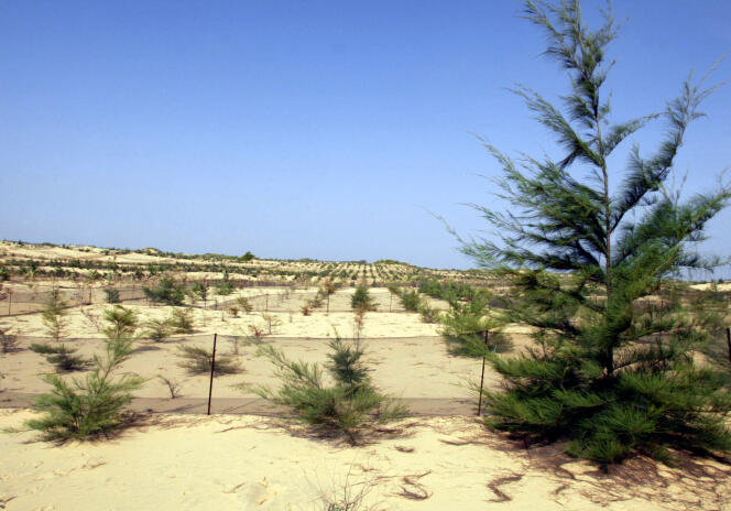 Une dune stabilisée par la plantation de filaos, près de Tivaouane, au Sénégal, en 2004.
