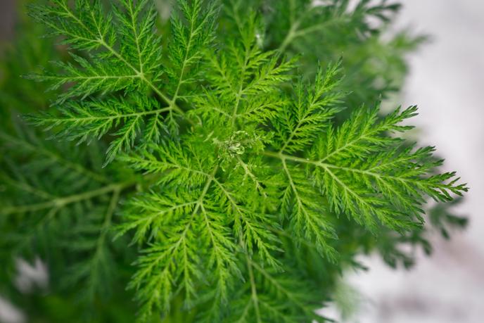 Un plant d’« Artemisia annua ».