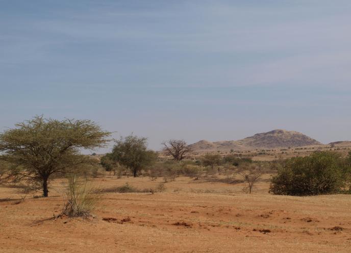 Des acacias dans le désert de la bande sahélo-saharienne, le 9 novembre 2011.