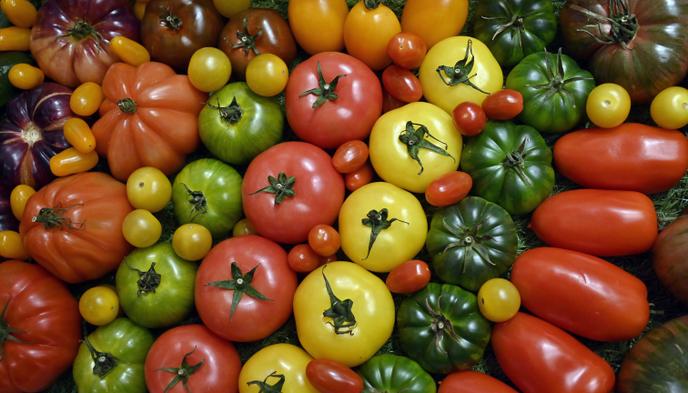 En 2019, les maraîchers français ont cueilli 520 000 tonnes de tomates.