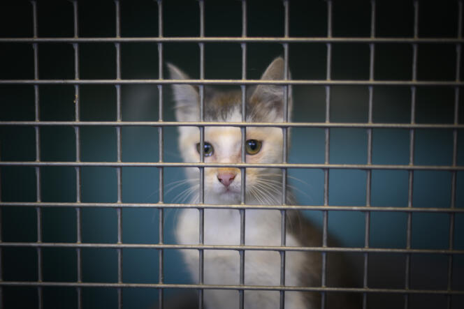 Un chat abandonné attend dans une cage d’une SPA, à Gennevilliers (Hauts-de-Seine), le 13 août 2019.