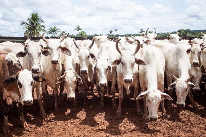 L’élevage bovin est la première cause de déforestation au Brésil.