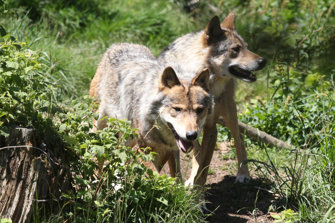 Des loups dans le parc animalier des Angles (Pyrénées-Orientales), le 18 juin 2015.