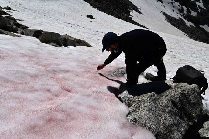 Biagio di Maio collecte des échantillons de neige rose, le 4 juillet 2020, sur le glacier Presena.