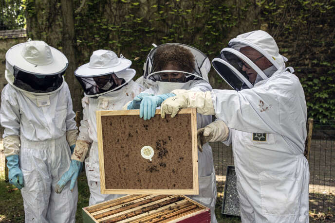 Formation à l’apiculture pour les migrants dans les jardins des Missions étrangères de Paris (MEP), en  juin.