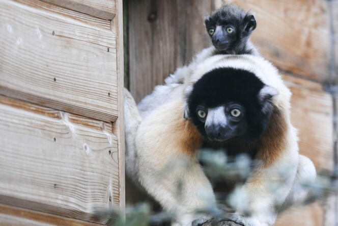 Une mère lémurien sifaka et son petit au zoo de Besançon, le 24 février 2020. Cette espèce sur la liste rouge de l’UICN classée en danger critique d’extinction.