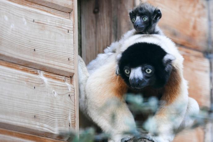 Une mère lémurien sifaka et son petit au zoo de Besançon, le 24 février 2020. Cette espèce sur la liste rouge de l’UICN classée en danger critique d’extinction.