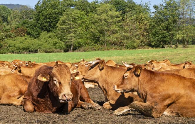 Un troupeau de bovins dans un pâturage en Allemagne.