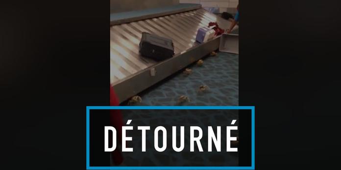 Non, ces crabes n'ont pas été filmés à l'aéroport de Roissy