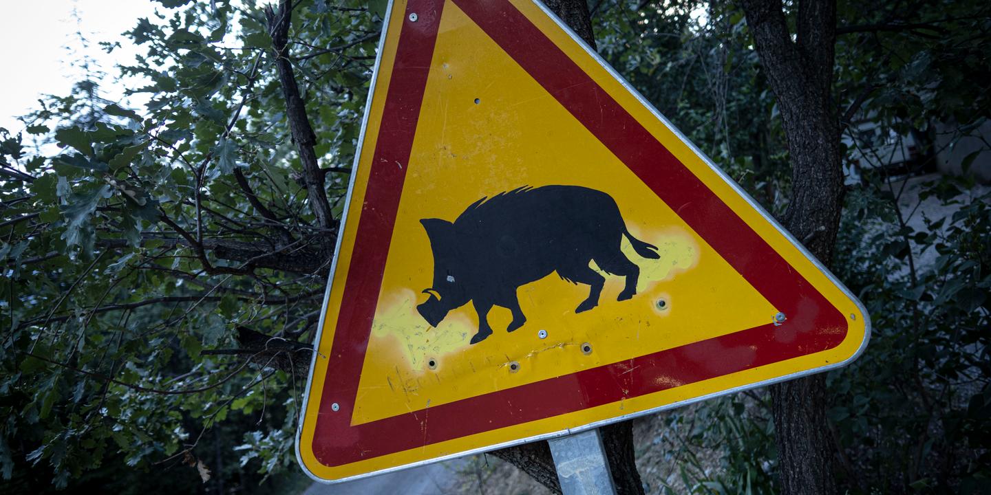 Les Sangliers En Surnombre Grevent Les Finances Des Chasseurs Les Sangliers En Surnombre Grevent Les Finances Des Chasseurs