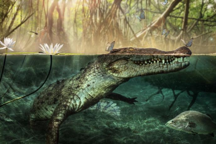 Reconstitution du « Crocodylus checchiai » par les chercheurs de l’Université de Pérouse, en Italie.