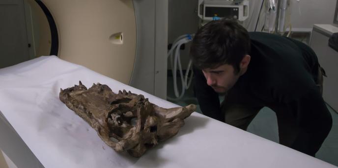 Ce crâne de « Crocodylus Checchiai », une espèce de crocodile d’Afrique disparue, retrouvé en Libye en 1939, est conservé à l’Université Sapienza de Rome et a été étudié par les chercheurs italiens.