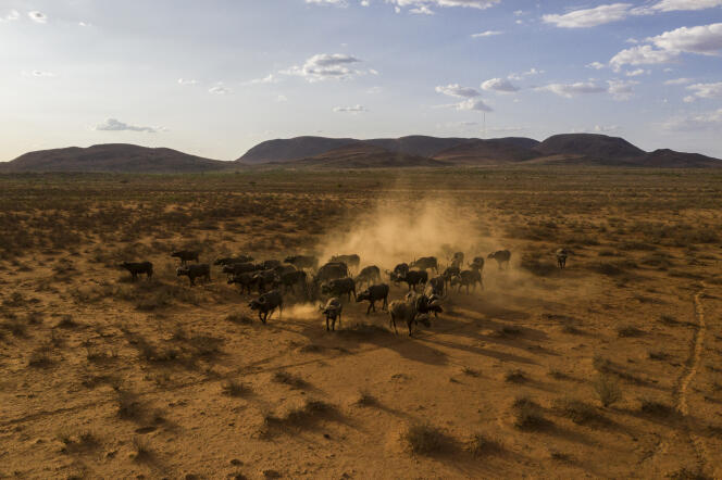 Des buffles dans la zone de chasse Thuru Lodge Game Reserve, en Afrique du Sud, en janvier 2020.