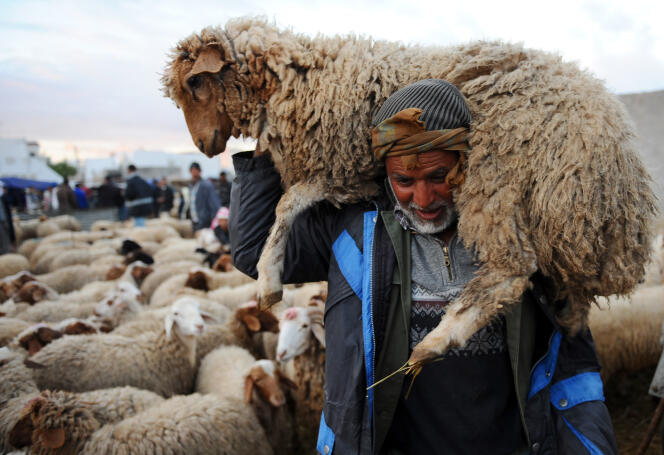 Tunisien transportant un mouton pour la fête de l’Aïd el-Adha, en novembre 2010.
