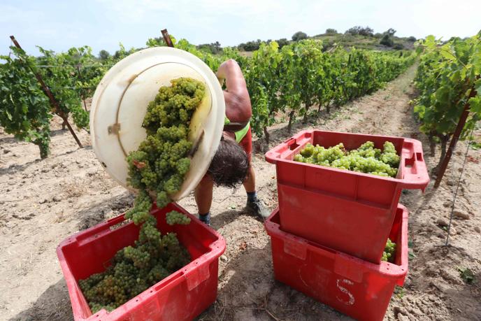 Vendange des raisins de Muscat dans la vigne du Champ des Soeurs, à Fitou( Aude), le 28 juillet.
