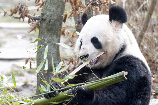 Un panda géant au zoo de Schonbrunn, à Vienne, en Autriche, en février 2020.