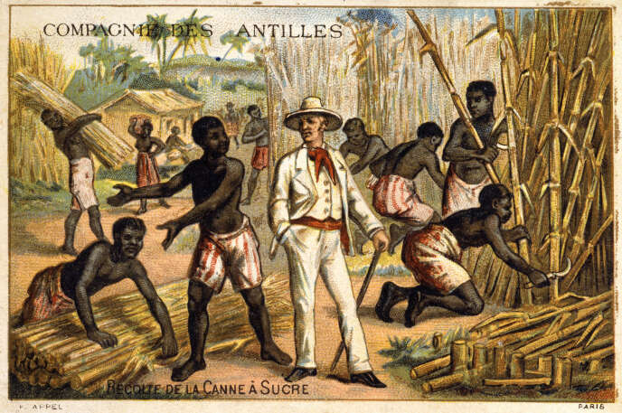 Récolte de la canne à sucre, dans une plantation de la Compagnie des Antilles, au XIXe siècle.