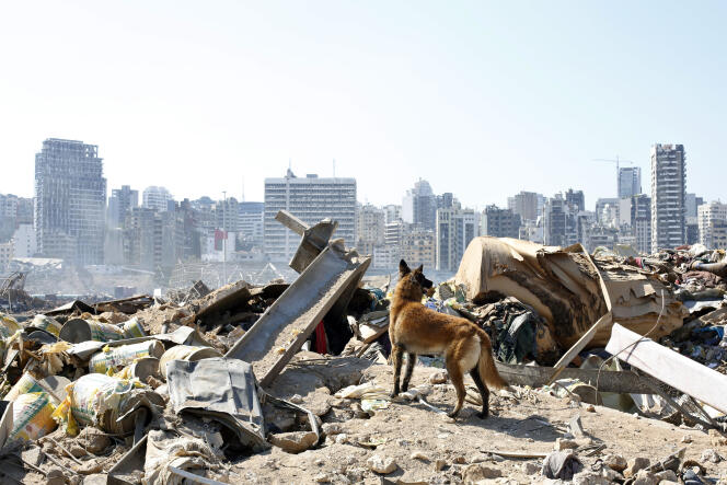 Un chien de l’équipe de secours française recherche des survivants sur les lieux de l’explosion survenue dans le port de Beyrouth, au Liban, le vendredi 7 août 2020.