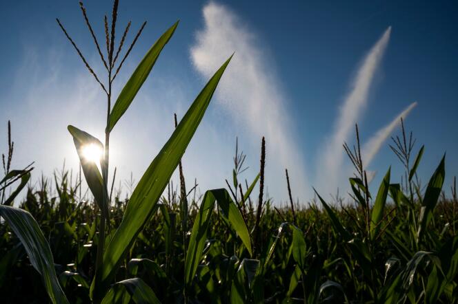 Un système d’arrosage dans un champ de maïs près d’Ensisheim, dans l’est de la France, le 7 août 2020.