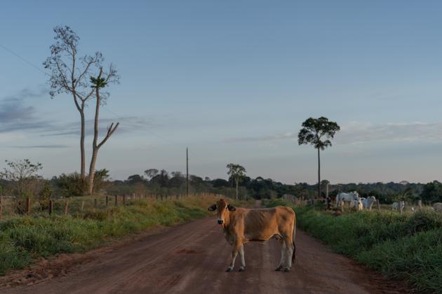 Une route dans la réserve Chico Mendes, au Brésil, le 29 juillet.