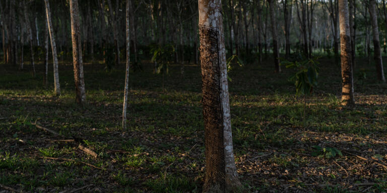 Xapuri, Acre, Brazil, July 26, 2020:
Planting rubber cultivation at the Cachoeira rubber plantation in Xapuri.
Chico Mendes was a famous environmental activist at the end of the last century. Born and raised in the rubber plantations of Acre, Chico fought for extractivists, for the people of the forest.
He was murdered in 1988 as if he were a hunting animal, crime mobilized the world. The death was ordered by a farmer in the region.
With the postmortem mobilization, the Chico Mendes Reserve was created in the 1990s, a gigantic area of 970,570 hectares, housing 2,880 families in the municipalities of Xapuri, Brasiléia, Assis Brasil, Capixaba, Epitaciolândia, Rio Branco and Sena Madureira. The initial idea was to guarantee ownership so that these families could live sustainably, with products extracted from the forest.
The children and grandchildren of the Chico Mendes generation are disillusioned with the environmental policies of the past. Nowadays the reserve loses forest and gains pasture for cattle. Now they live in Bolsonaro's Brazil, where livestock and consequently deforestation are stimulated by the government. It is the bankruptcy of the local extractive structure.
Photo: Avener Prado