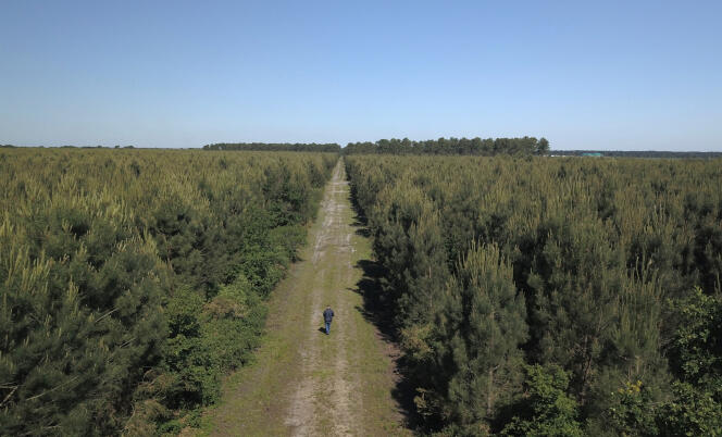 Vue aérienne de la plantation de pins communément appelée « forêt des Landes de Gascogne », près de Cestas (Gironde), en mai 2019.