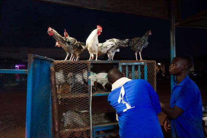 Les poulets d’Omar Guigma, boucher à Ouagadougou.