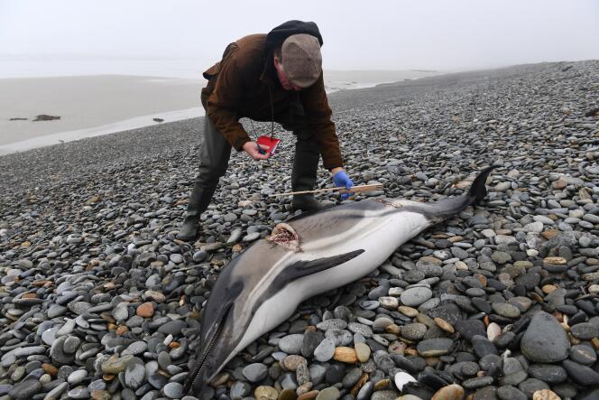 Un volontaire du réseau national échouage (RNE) prend les mesures d’un dauphin échoué sur une plage à Plovan (Finistère), le 30 janvier.