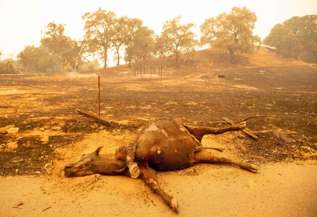 Une vache git le long d’un champ à Vacaville, en Californie, tuée comme de nombreux autres animaux par la vingtaine d’incendies qui sévissent dans la région, le 19 août.