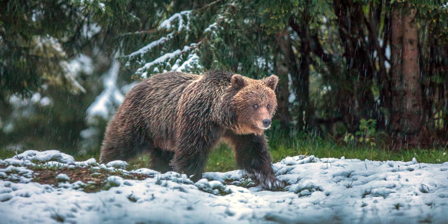 L Europe Et Les Ours Bruns Une Histoire Tumultueuse