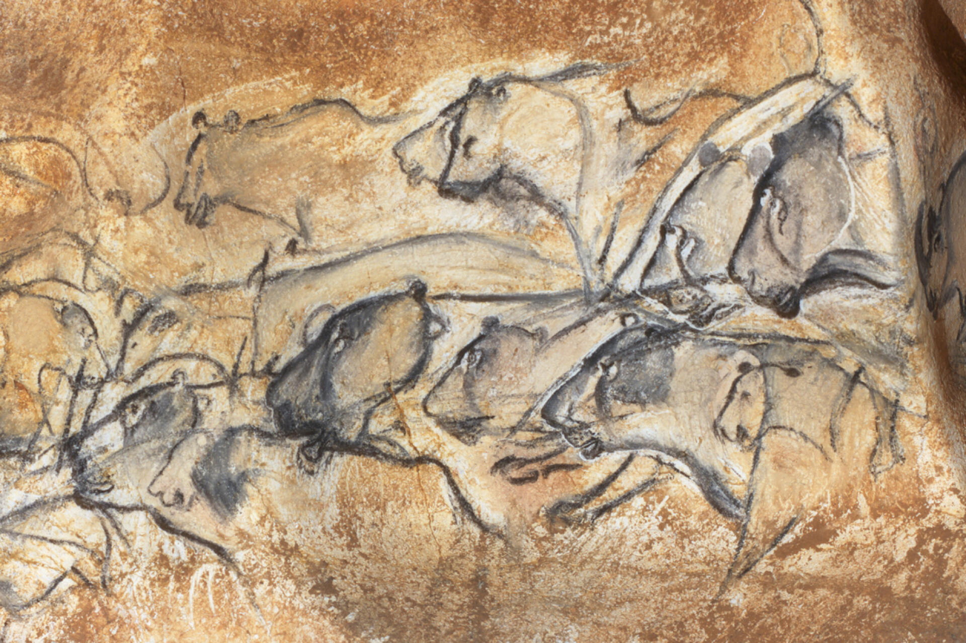 Panneau des lions de la « salle du fond », dans la grotte Chauvet.