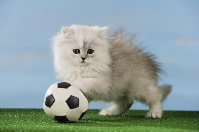 Pour voir toute la Ligue 1, ce chat persan devra dépenser jusqu’à 54,90 euros mensuels.